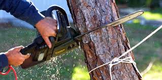 Best Tree Risk Assessment  in Eagle River, WI