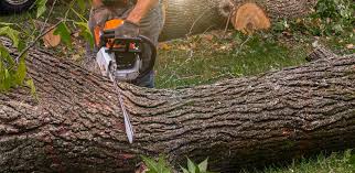 Best Arborist Consultation Services  in Eagle River, WI