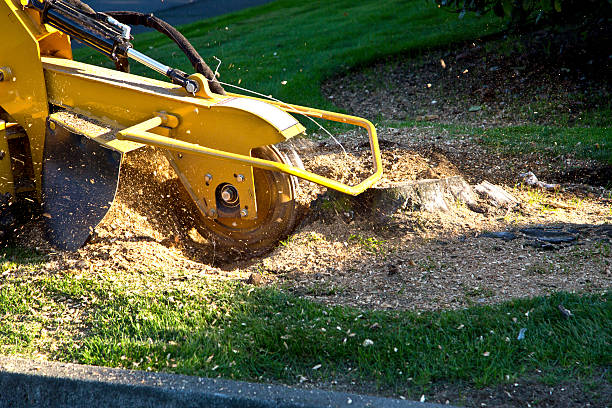 Reliable Eagle River, WI Tree Care  Solutions